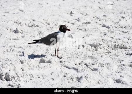 Laughing Gull genießen den Strand Stockfoto