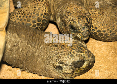 Aldabra Riesenschildkröten (Aldabrachelys gigantea) Stockfoto