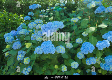 Wunderschöne Hortensien blühen im Sommer in Surrey, British Columbia, Kanada Stockfoto