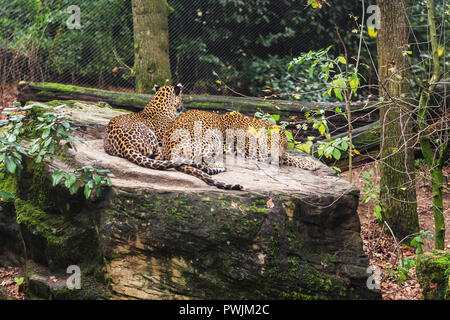 Zwei Sri Lanka panther Rest auf einem großen Felsblock in Burgers' Zoo in den Niederlanden Stockfoto