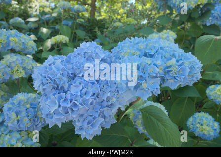 Wunderschöne Hortensien blühen im Sommer in Surrey, British Columbia, Kanada Stockfoto