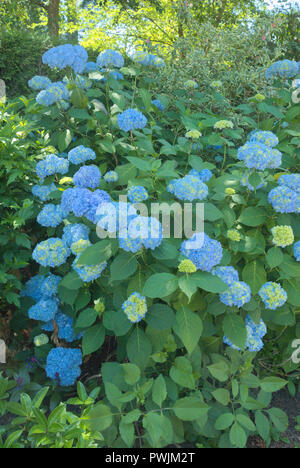 Wunderschöne Hortensien blühen im Sommer in Surrey, British Columbia, Kanada Stockfoto