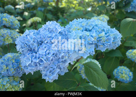 Wunderschöne Hortensien blühen im Sommer in Surrey, British Columbia, Kanada Stockfoto