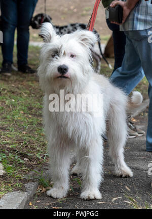 Weißer hund Mischling Ardennes Bouvier, Sommer Tag Stockfoto