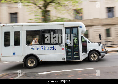 Yale Shuttle Bus in Bewegung in New Haven, CT, USA. Yale ist ein eigenes Ivy League Forschung Universität und wurde im Jahre 1701 gegründet. Stockfoto