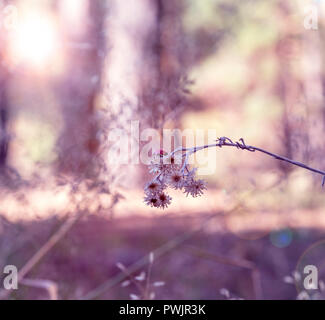 Marienkäfer sitzt auf einem trockenen Zweig einer Blume im Wald in der Nähe von Stockfoto