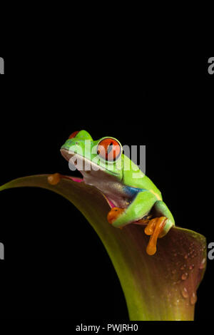 Rotäugigen Baumfrosch (Agalychnis Callidryas) Stockfoto