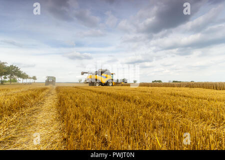 Große gelbe Mähdrescher schneidet das Feld Struktur. Landwirtschaft in vollem Gange. Stockfoto