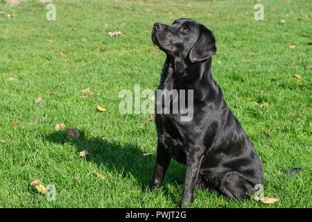 Schwarzer Labrador Retriever männlichen Erwachsenen. Stockfoto