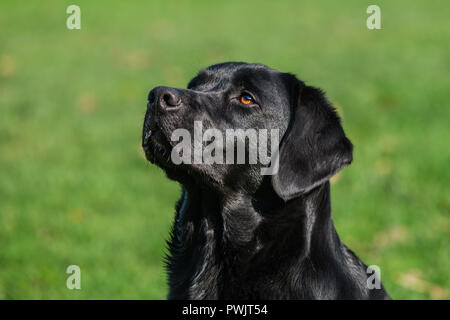 Schwarzer Labrador Retriever männlichen Erwachsenen. Stockfoto