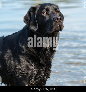 Schwarzer Labrador Retriever männlichen Erwachsenen. Stockfoto