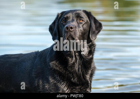 Schwarzer Labrador Retriever männlichen Erwachsenen. Stockfoto