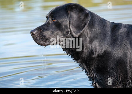 Schwarzer Labrador Retriever männlichen Erwachsenen. Stockfoto