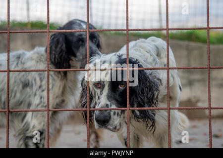 Jagd Hund in einem Käfig Stockfoto