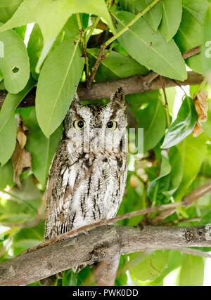 Küsten Great Horned Owl, Jugendkriminalität, in der Wildnis. Stockfoto