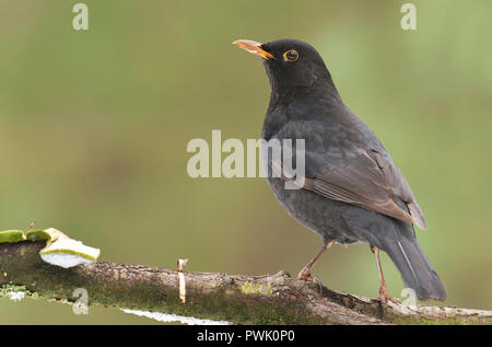 Amsel, Turdus merula, einzelne männliche auf Zweig Stockfoto