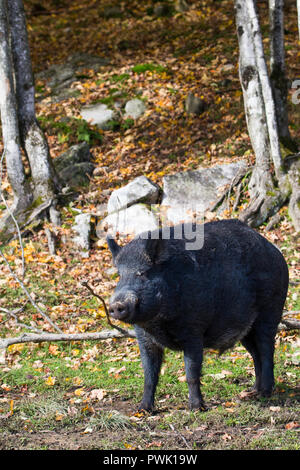 Wildschwein im Herbst Stockfoto