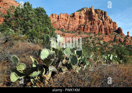 Kakteen wachsen an der Basis des dramatischen rote Felsformationen in Sedona, Arizona, einschließlich der Turm namens Madonna und Kind ganz rechts. Stockfoto