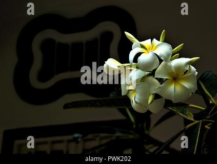 In der Nähe von weißen und gelben Blumen plumeria frangipani oder gegen den dunklen Hintergrund isoliert Stockfoto