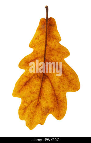 Eiche Blatt auf weißem Hintergrund, Nahaufnahme Stockfoto