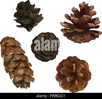 Tannenzapfen Pinienzapfen auf weißem Hintergrund. Bunte Hand gezeichnet Vector Illustration. Stock Vektor