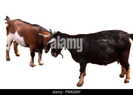Braune und schwarze Ziege butting Heads Stockfoto