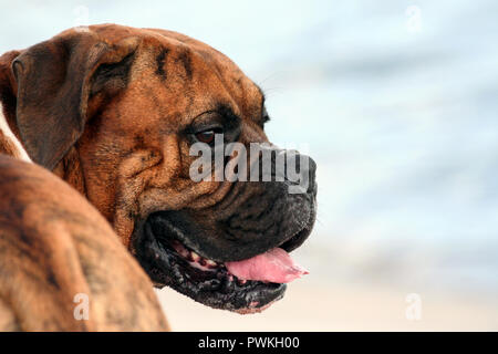 Hund der Rasse ist ein deutscher Boxer von Braun mit Streifen, Foto von hinten, Teil des Körpers in Rahmen, Fang im Profil, braunen Augen und eingeschaltet wird Stockfoto