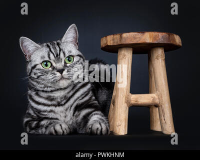 Ausgezeichnete schwarz tabby silber gestromt Britisch Kurzhaar Katze Kätzchen sich neben eine kleine hölzerne Hocker Festlegung, neben Kamera mit faszinierenden gr Stockfoto