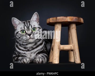 Ausgezeichnete schwarz tabby silber gestromt Britisch Kurzhaar Katze Kätzchen sich neben eine kleine hölzerne Hocker Verlegung, direkt an der Kamera mit mesmerizi Stockfoto