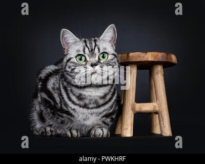 Ausgezeichnete schwarz tabby silber gestromt Britisch Kurzhaar Katze Kätzchen sich neben eine kleine hölzerne Hocker Festlegung, vor der Kamera, in der hypnotisierende gre Stockfoto
