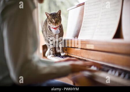 Porträt einer Katze entlang tasten, während ein Pianist versucht zu spielen. Stockfoto