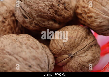 Ein Stilleben Erfassen eines Clusters von Walnüssen direkt vom Baum in Portugal Stockfoto