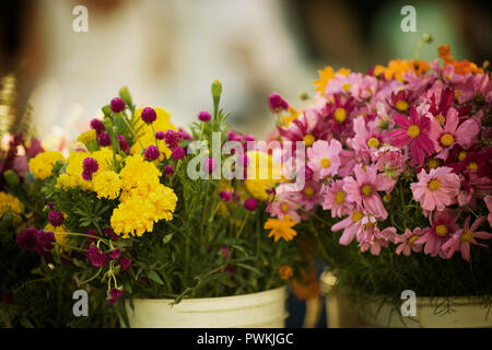 Blüten sitzen in den Eimern. Stockfoto