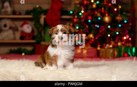Happy Bichon Havaneser Welpe Hund sitzt vor einem Weihnachtsbaum Hintergrund Stockfoto