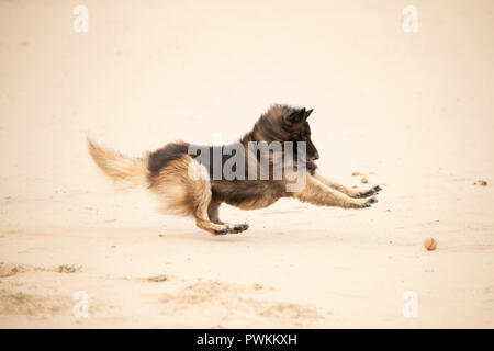 Hund, Belgischer Schäferhund Schäferhund, das Spielen mit einem Ball im Sand Stockfoto