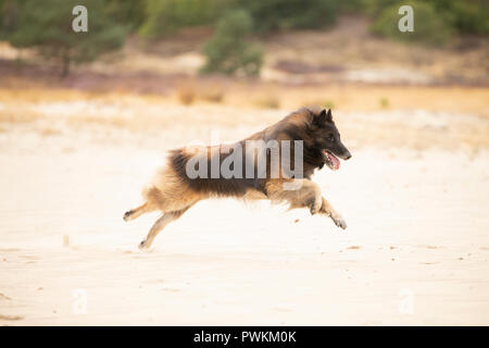 Hund, Belgischer Schäferhund Schäferhund, Laufen im Sand Stockfoto