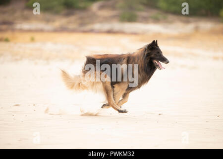 Hund, Belgischer Schäferhund Schäferhund, Laufen im Sand Stockfoto