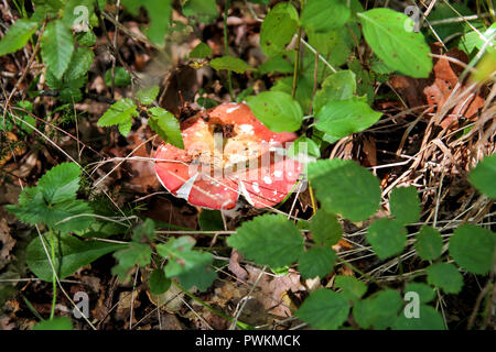 Pilze Fliegenpilze in der Natur. Pilze im Wald während des Herbstes. Eine ungenießbare Pilze wachsen. Die sickener, psathyrella emetica, mushroo Stockfoto