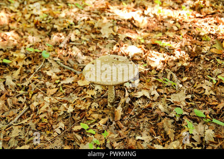 Sammeln von Pilzen. Pilze sammeln im Wald im Herbst in der Natur. Eine ungenießbare Pilze wachsen. Die sickener, psathyrella emetica, Pilz. Stockfoto
