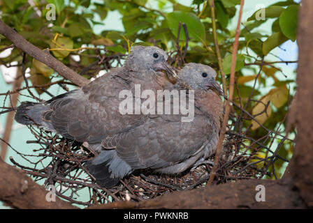 Woodpigeon Chicks, Columba palumbus, precocial in Nest, London, Vereinigtes Königreich Stockfoto