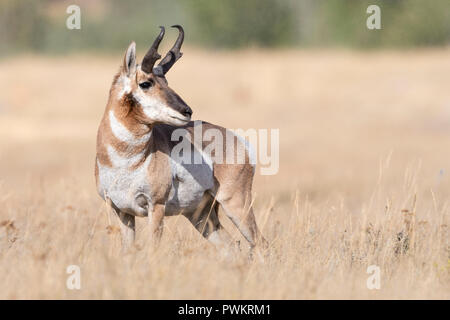 Pronghorn Buck (Antilocapra americana), Nordamerika Stockfoto