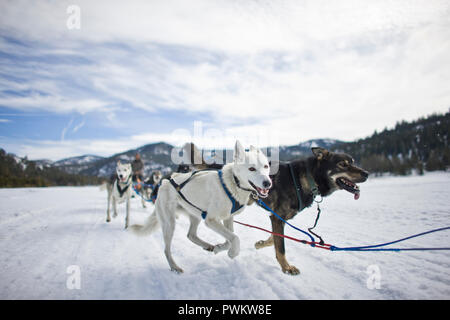 Schlittenhunde im Schnee. Stockfoto