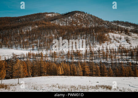 Herbst Landschaft mit gold und orange Bäume auf schneebedeckte Berge in der mongolischen Landschaft. Arkhangai, Mongolei Stockfoto