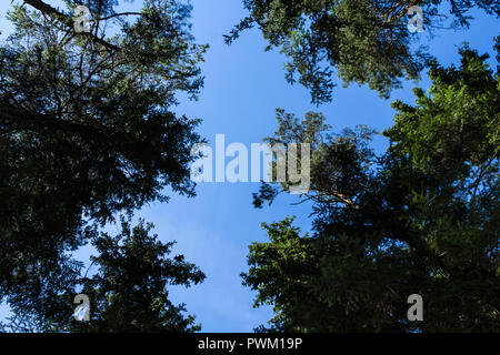 Pinienwald im August in Lettland, natürlichen Hintergrund, unten zu sehen. Stockfoto