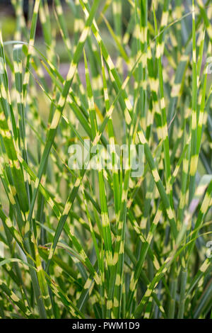 Nahaufnahme von Ornamental Gras Miscanthus sinensis Zebrinus Stockfoto