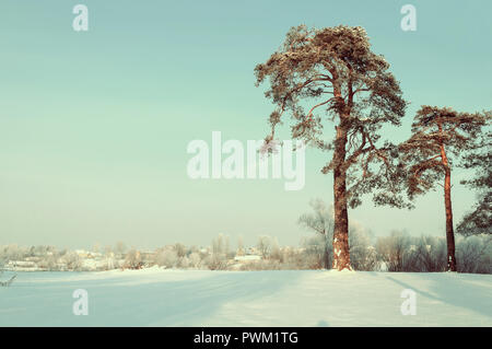 Winterlandschaft. Frosty high pine Winter Bäume im Winter Wald und Häuser im Hintergrund Stockfoto