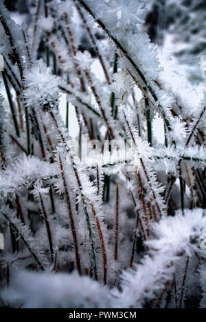 Gefrorenes Gras im Winter in Eis Kristall bedeckt fotografiert. Stockfoto