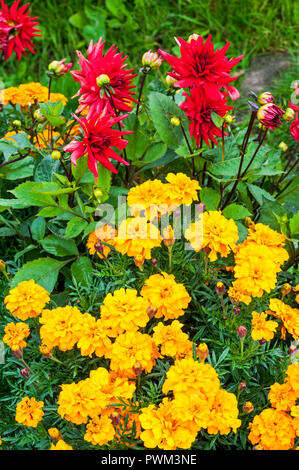 Tagetes Safari Gelb in Blumenbeet mit Red Pygmy cactus Dahlien hinter Stockfoto