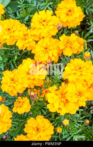 Tagetes Safari Gelb in flower bed Stockfoto