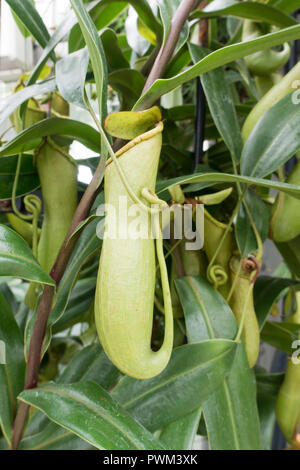 Tropischen Kannenpflanze (Nepenthes distilatoria) Native zu Sri Lanka Stockfoto